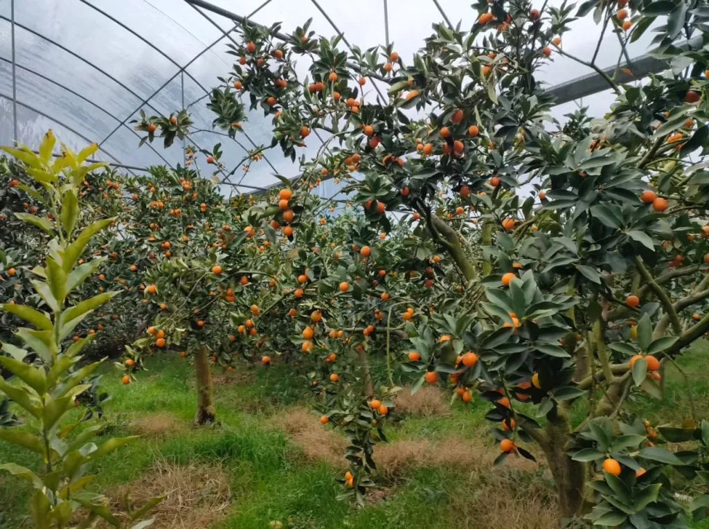 🍊 宜蘭季節限定上市 錯過再等一年 【山藥陳皮甘草金桔】 限時福利優惠中 ✅ 嚴選優質金桔與草本原料 ✅ 自然晾曬製作 保留食材原有風味 ✅ 果香濃郁 酸甜適口 果肉細緻柔軟 入口散發自然金桔清香 層次豐富 越吃越涮嘴 大人小孩都喜愛 - 2