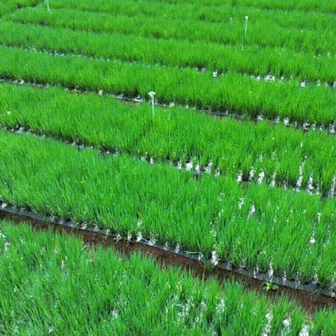 🧅 宜蘭三星蔥油拌麵醬|一匙拌出餐廳級蔥香美味😋 白飯拌一匙就停不下來!三星蔥油醬香到犯規👨🍳 老師傅手炒蔥油醬|拌麵拌飯拌菜都超搭 - 12