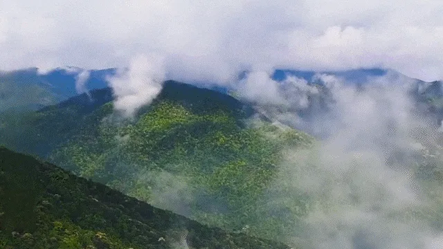 🌿新竹寶山甘草橄欖｜長輩喜愛的傳統養生果品 嚴選寶山橄欖果實 甘草工法醃製 酸甜爽脆 日常保養隨手享用 - 5