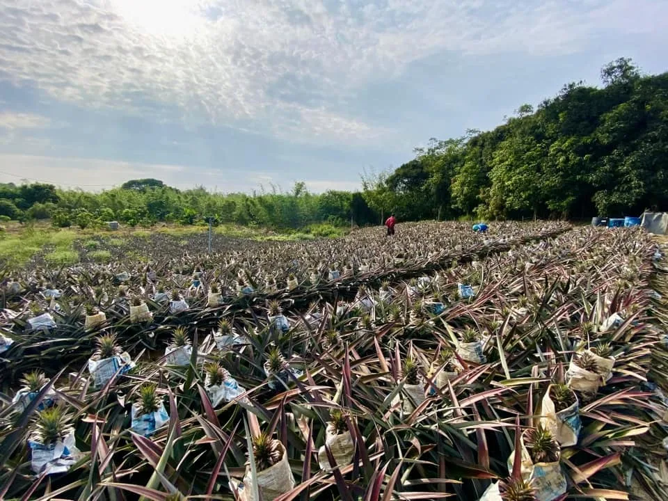 🍍【嘉義鳳梨乾】傳統烘焙工藝製作｜保留鳳梨自然果香與微脆口感 🔥 現切果肉低溫烘烤｜自然果甜風味濃郁 ✨ 入口微脆帶果纖維感｜越嚼越香不膩口 👨‍👩‍👧 全家皆適合的小零食選擇｜追劇 / 休閒 / 旅遊都方便攜帶 - 1
