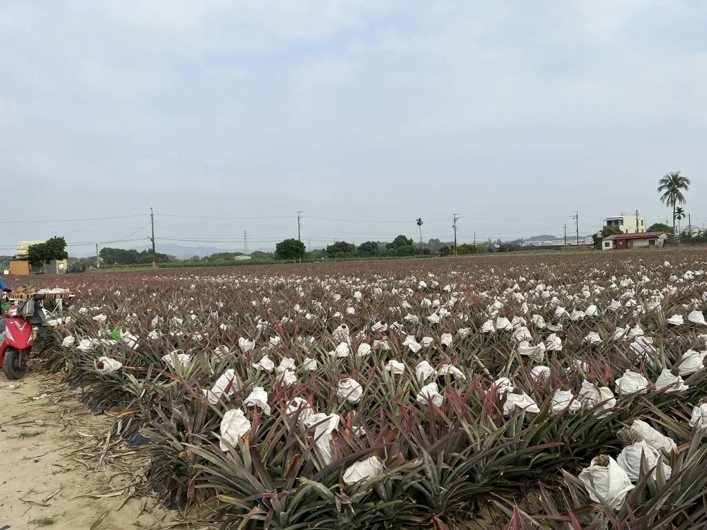 🍍【嘉義鳳梨乾】傳統烘焙工藝製作｜保留鳳梨自然果香與微脆口感 🔥 現切果肉低溫烘烤｜自然果甜風味濃郁 ✨ 入口微脆帶果纖維感｜越嚼越香不膩口 👨‍👩‍👧 全家皆適合的小零食選擇｜追劇 / 休閒 / 旅遊都方便攜帶 - 2