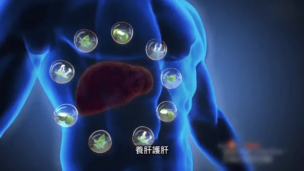 【台北頤和堂】葛根靈芝片 肝的問題刻不容緩 明目 排毒 去火 純中醫配方無危害 科學養護您的肝的健康！ - 6