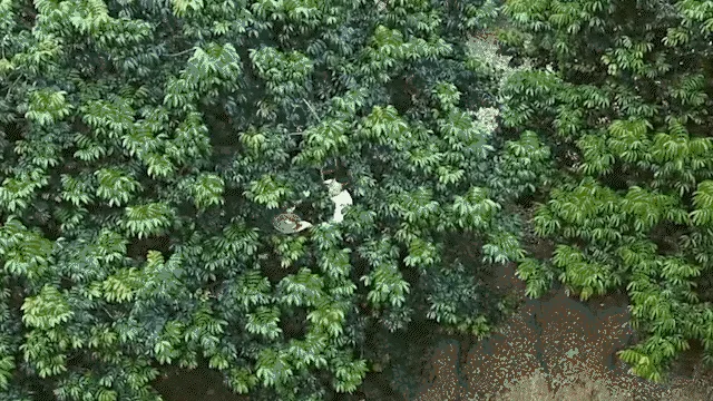 🌿新竹寶山甘草橄欖｜長輩喜愛的傳統養生果品 嚴選寶山橄欖果實 甘草工法醃製 酸甜爽脆 日常保養隨手享用 - 7