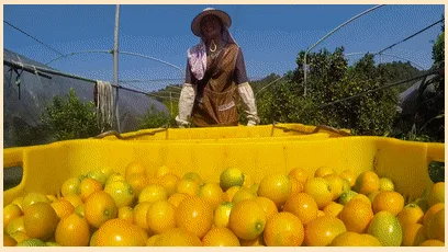 🍊 宜蘭季節限定上市 錯過再等一年 【山藥陳皮甘草金桔】 限時福利優惠中 ✅ 嚴選優質金桔與草本原料 ✅ 自然晾曬製作 保留食材原有風味 ✅ 果香濃郁 酸甜適口 果肉細緻柔軟 入口散發自然金桔清香 層次豐富 越吃越涮嘴 大人小孩都喜愛 - 22